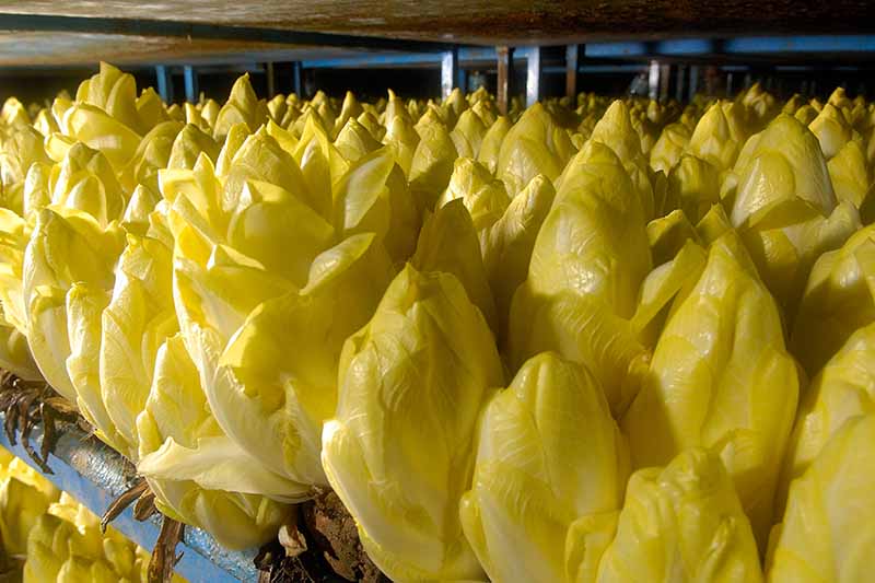A close up horizontal image of Belgian chicory being forced and blanched in a dark location.