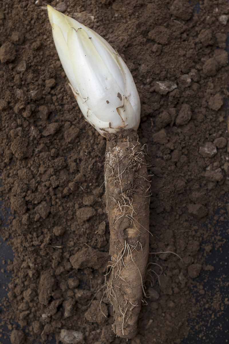 A close up vertical image of a head of Belgian endive attached to the root set on soil.