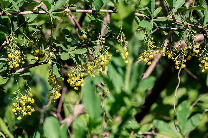 A close up horizontal image of bright yellow barberry flowers growing in the garden pictured in bright sunshine on a soft focus background.