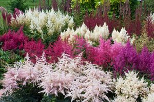 A horizontal image of a number of different varieties of astilbe growing in a perennial border with pink, red, and white flowers.