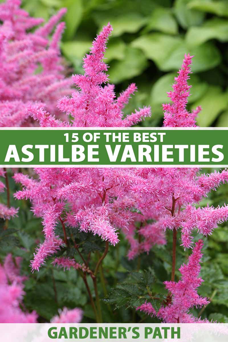 A close up vertical image of hot pink astilbe flowers growing in the garden pictured on a soft focus background. To the center and bottom of the frame is green and white printed text.