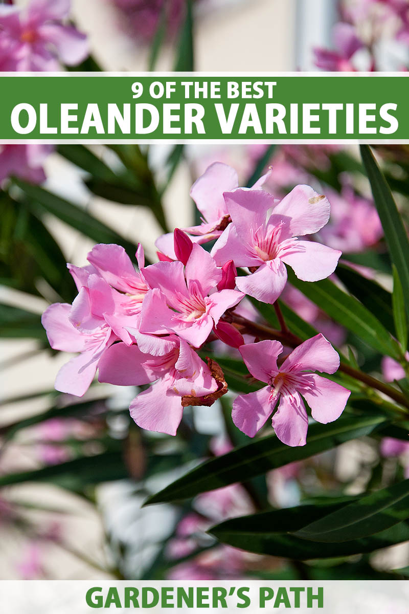 A close up vertical image of a cluster of pink oleander flowers growing in bright sunshine and pictured on a soft focus background. To the top and bottom of the frame is green and white printed text.
