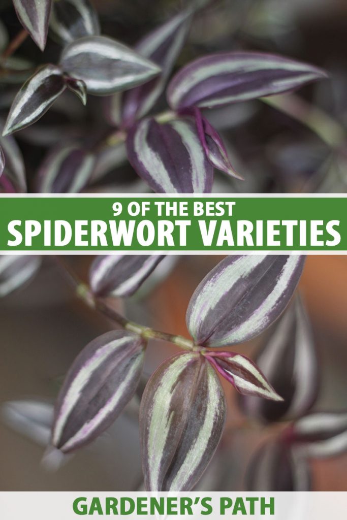 A close up vertical image of the silvery green and dark purple foliage of a spiderwort plant pictured on a soft focus background. To the center and bottom of the frame is green and white printed text.