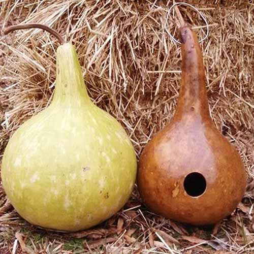 A close up square image of two birdhouse gourds set on a straw bale.