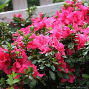 How to Grow and Care for Azalea Bushes | Gardener’s Path