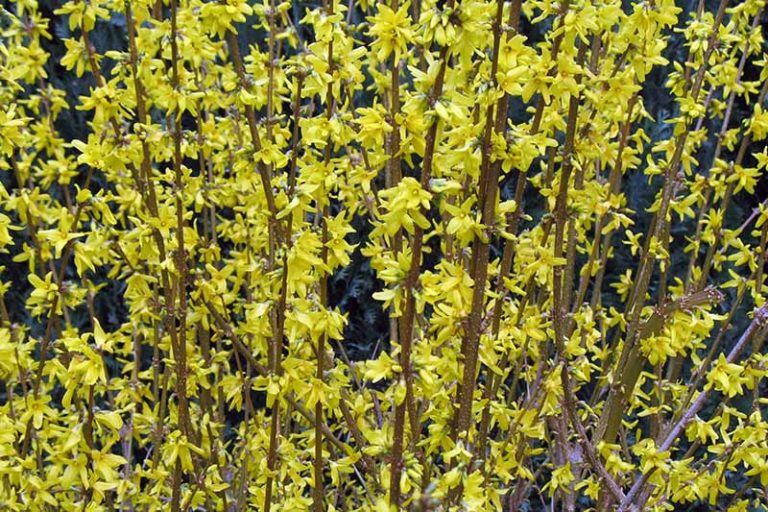 5 Tips for Pruning Forsythia | Gardener’s Path