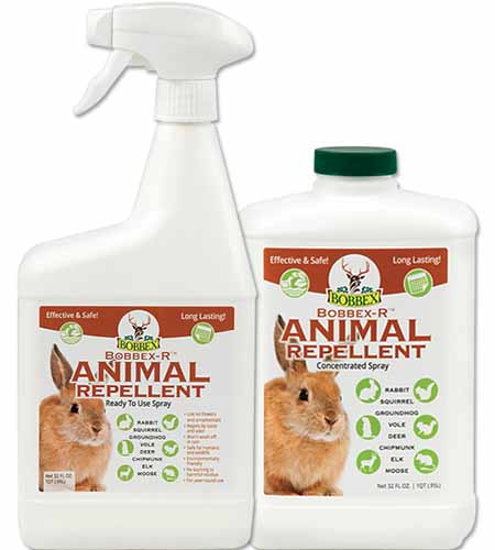 A close up square image of two plastic bottles of Bobbex-R Animal Repellent pictured on a white background.