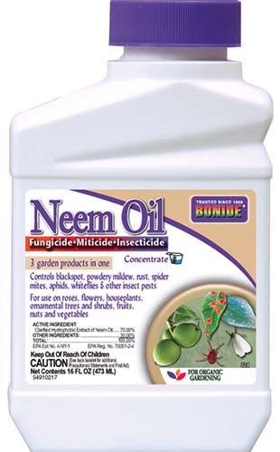 A close up vertical image of the packaging of Bonide Neem Oil on a white background.