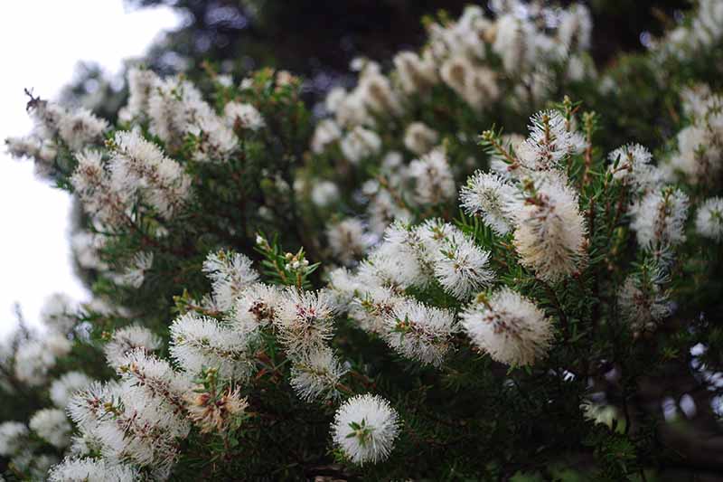 A close up horizontal image of a Callistemon shrub with white flowers with foliage in soft focus in the background.