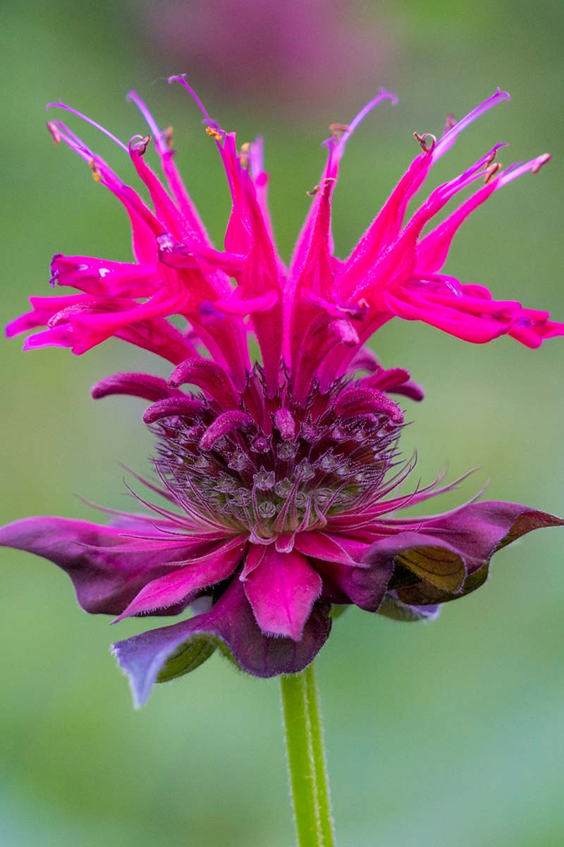 A close up vertical image of a pink bee balm flower pictured on a green soft focus background.