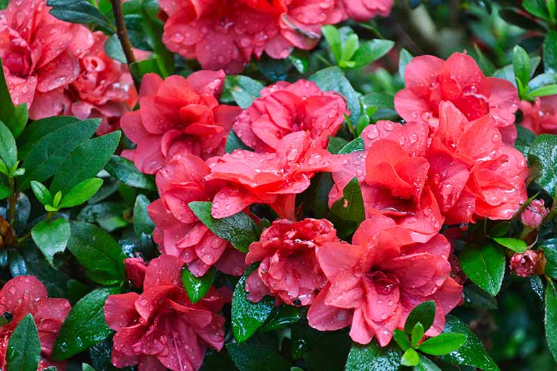A close up horizontal image of bright red azalea flowers with foliage and blossoms covered in droplets of water.