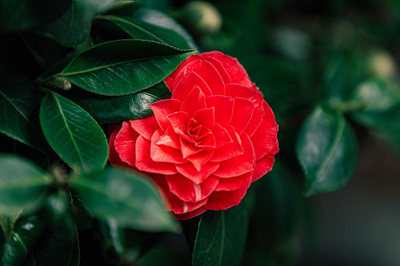 A close up horizontal image of a bright red C. japonica flower growing in the garden surrounded by foliage, pictured on a soft focus background.