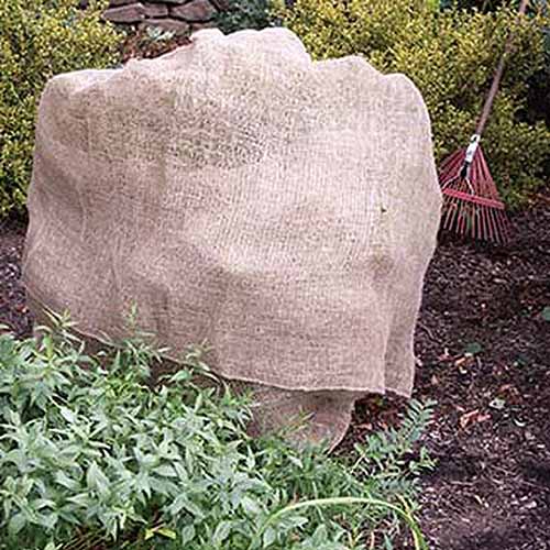 A close up square image of a large burlap material used to cover perennial shrubs in the winter.