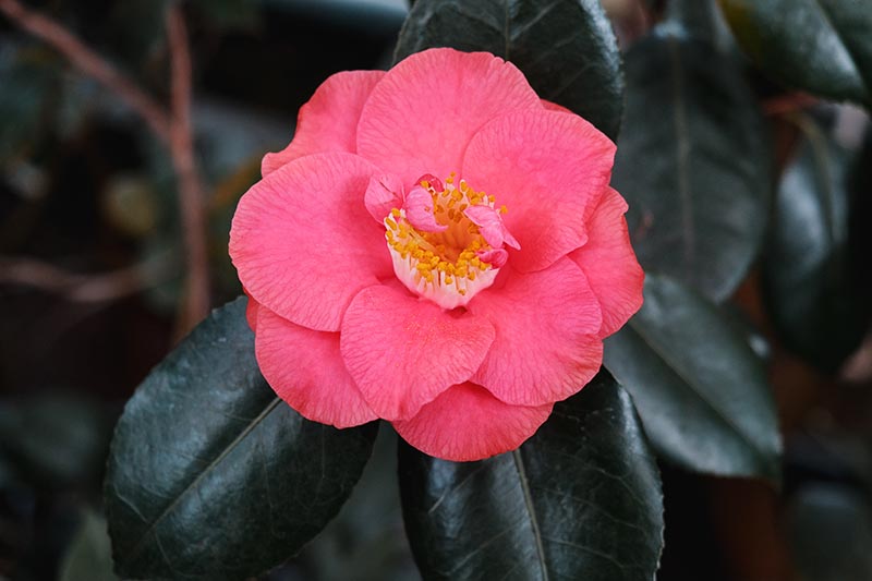 A close up horizontal image of a deep pink flower growing in the landscape surrounded by foliage pictured on a soft focus background.