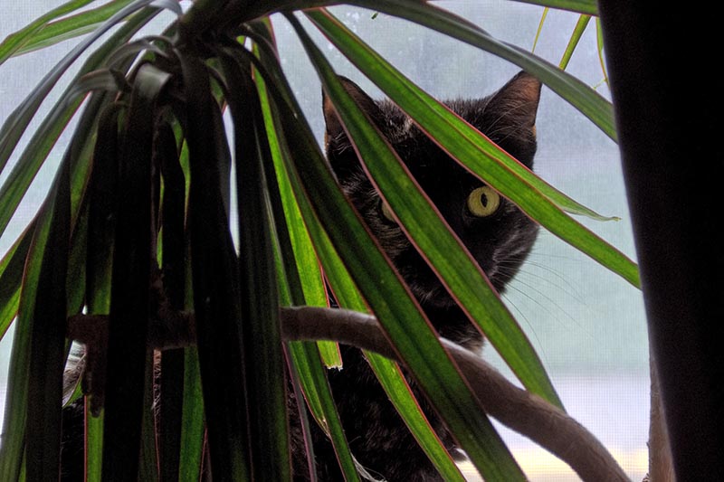 A close up horizontal image of a large tortoiseshell cat hiding behind a houseplant pictured on a soft focus background.