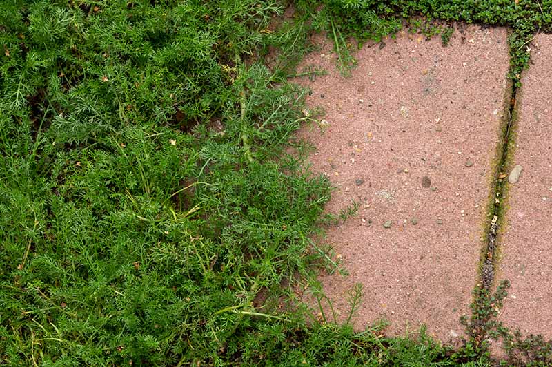 A horizontal image of a paved pathway with Chamaemelum nobile 'Treneague' growing as a ground cover to the side and over the top.
