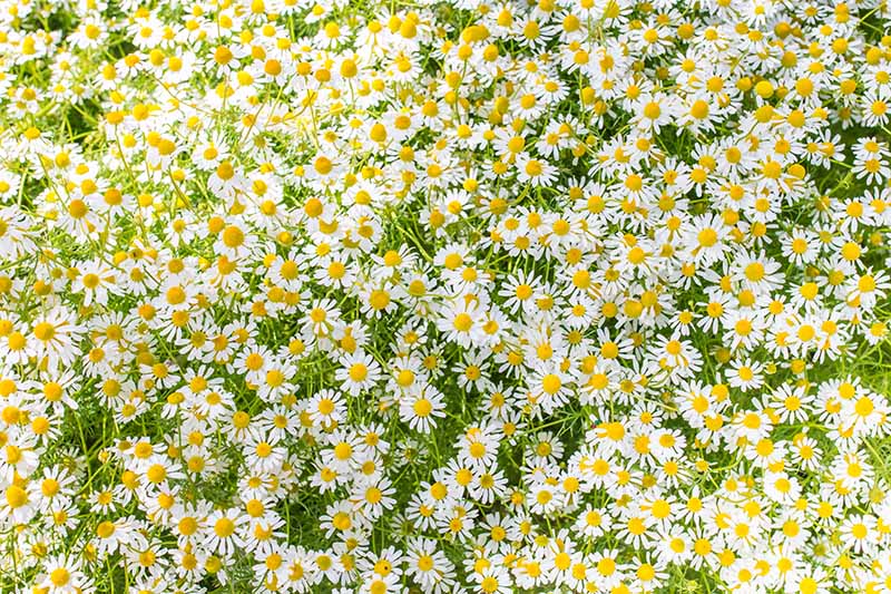 A close up horizontal image of white and yellow daisy-like flowers growing in a swath in bright sunshine.