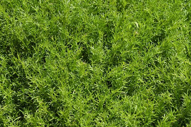 A close up horizontal image of the foliage of Matricaria chamomilla grown as a ground cover, pictured in bright sunshine.