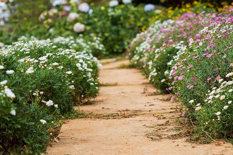 A horizontal image of a garden scene with a pathway flanked by white and purple daisy-like flowers pictured in light sunshine.