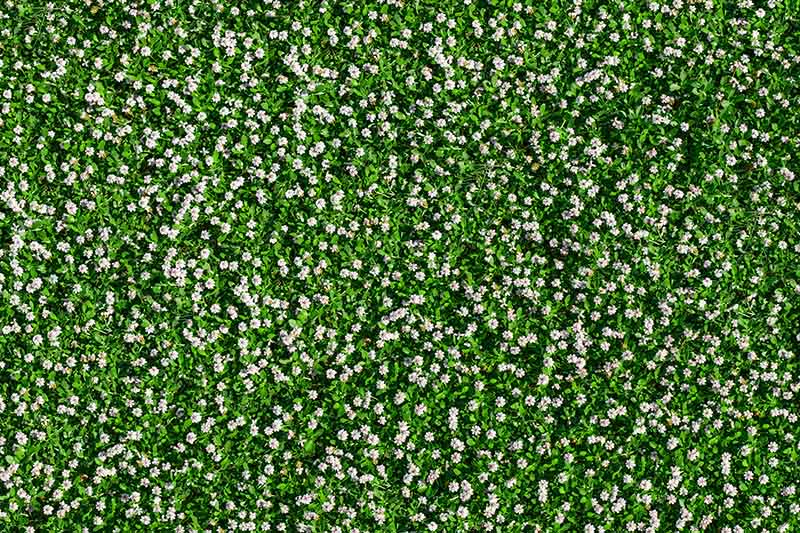 A close up horizontal image of Chamaemelum nobile growing as a ground cover in the garden.