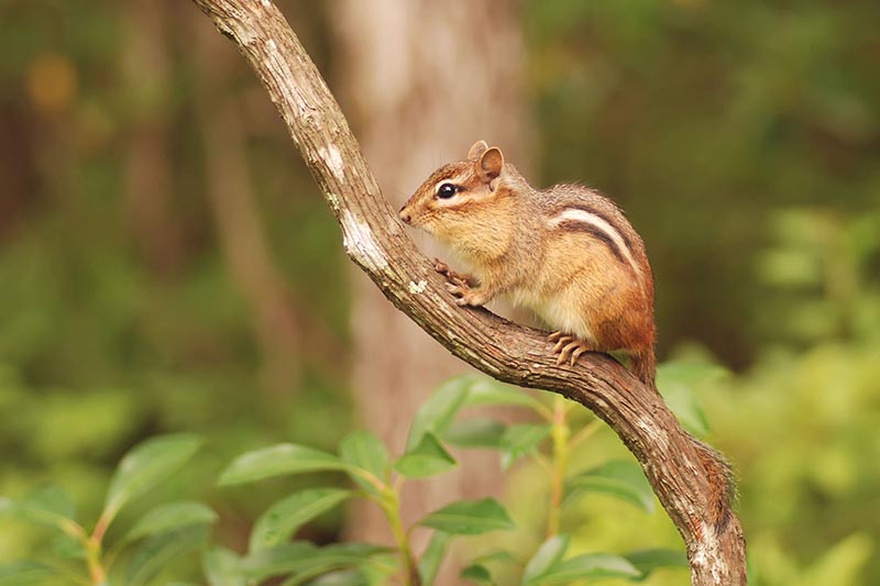 A close up horizontal image of a small chipmunk on the branch of a shrub pictured on a soft focus background.