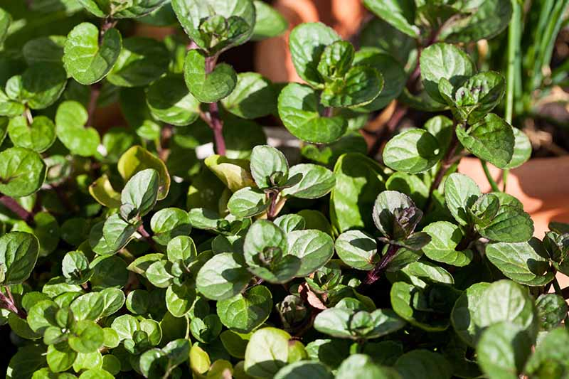 A close up horizontal image of Mentha 'Chocolate' growing in containers on a sunny patio.