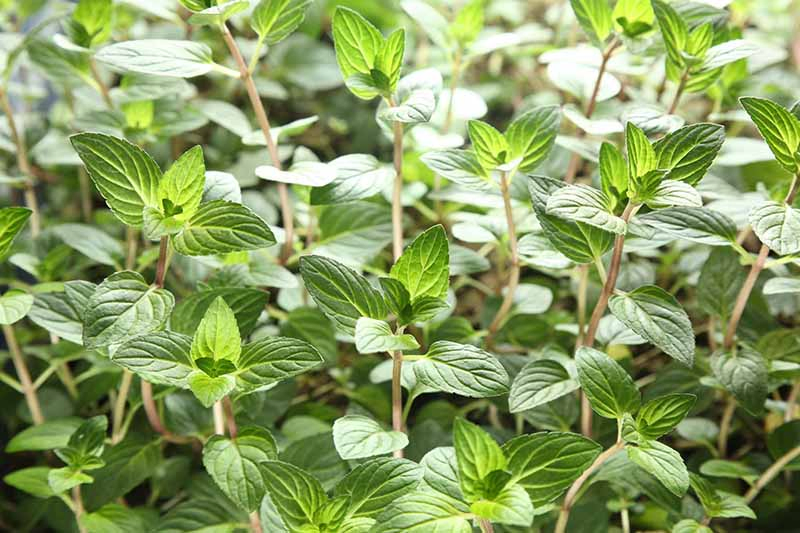 A close up horizontal image of the foliage of a Mentha 'Chocolate' plant growing in light sunshine.