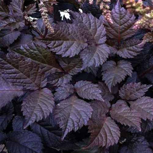 A close up square image of the dark purple foliage of A. thunbergii 'Chocolate Shogun' growing in the garden.