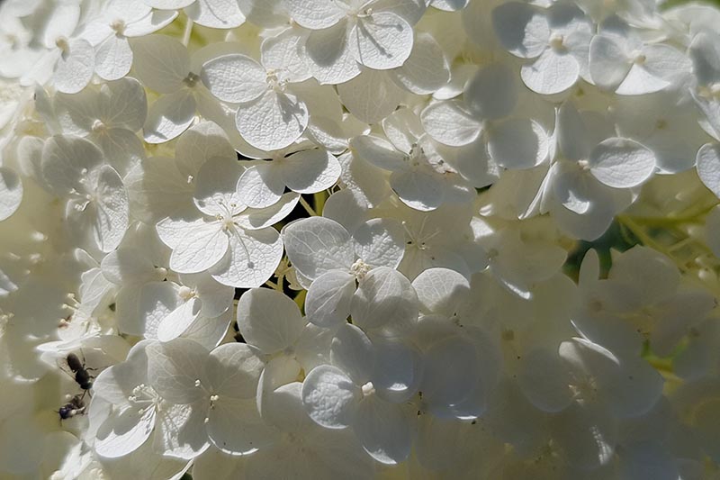 A close up horizontal image of a white flower pictured in light sunshine.