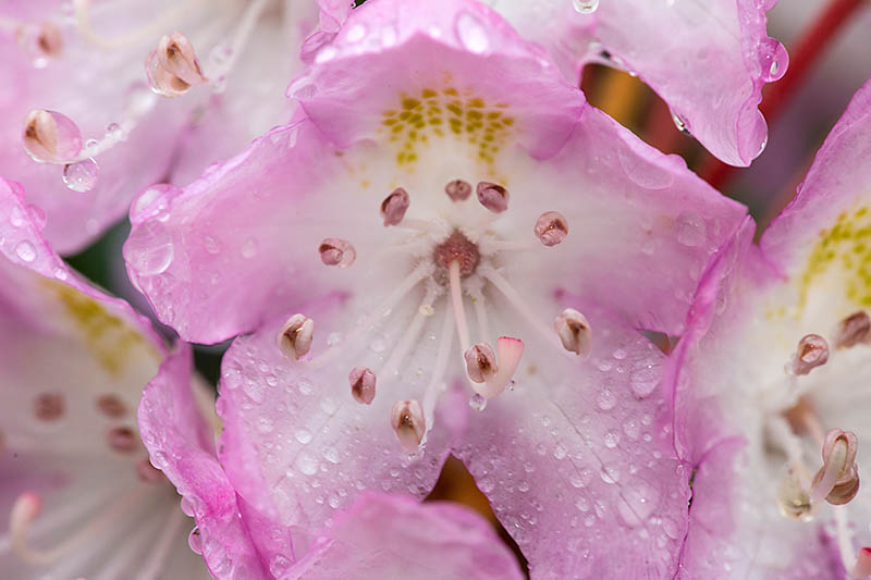 A close up horizontal image of a pink Kalmia latifolia blossom with droplets of water on the petals.