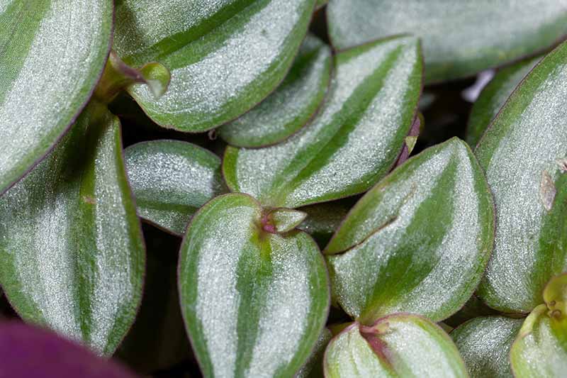 A close up horizontal image of the silvery-green variegated foliage of spiderwort growing indoors.