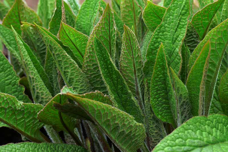 A close up horizontal image of the dark green leaves of Symphytum growing in the garden.
