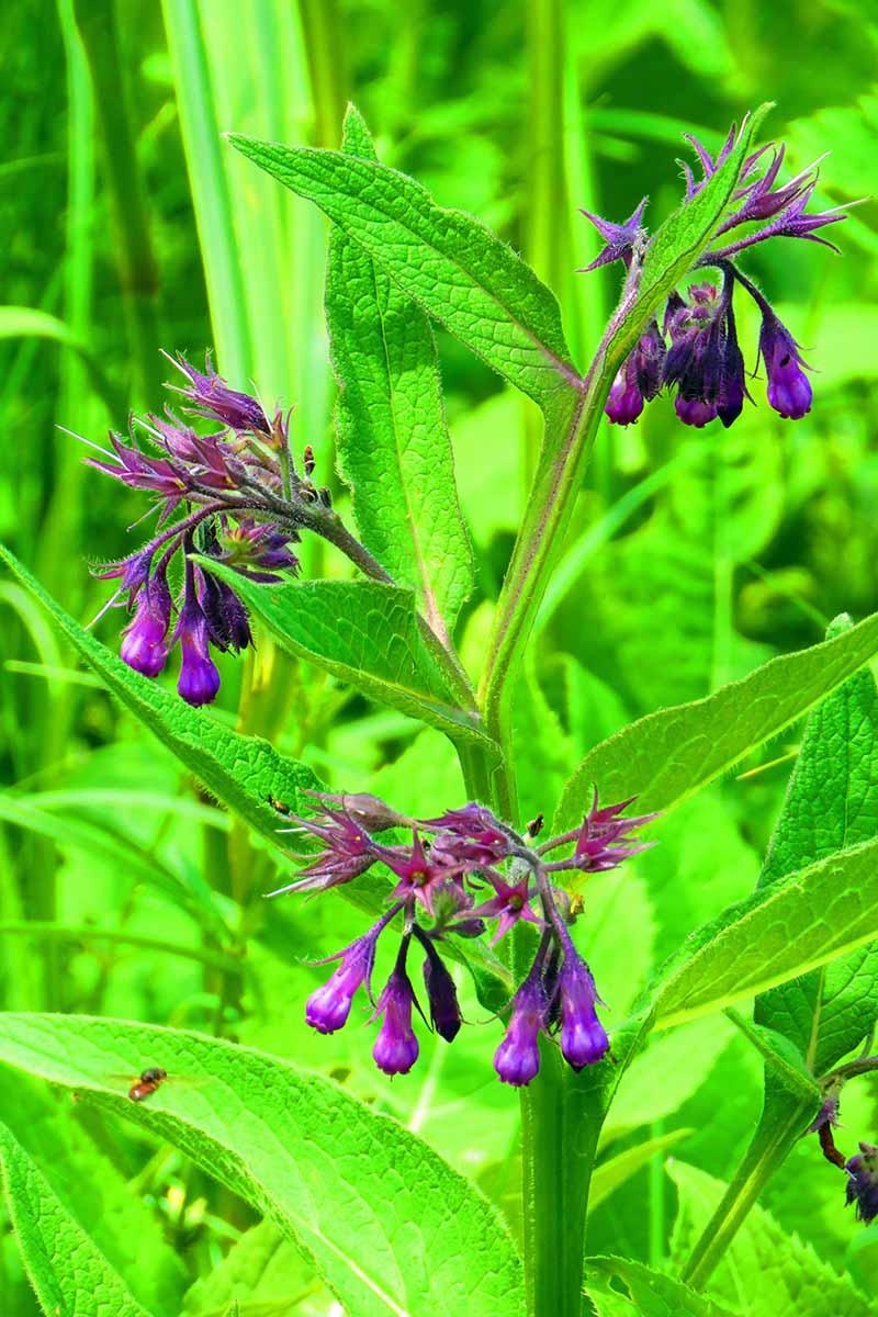 A close up vertical image of Symphytum growing in the garden with bright green leaves and purple flowers pictured on a soft focus background.