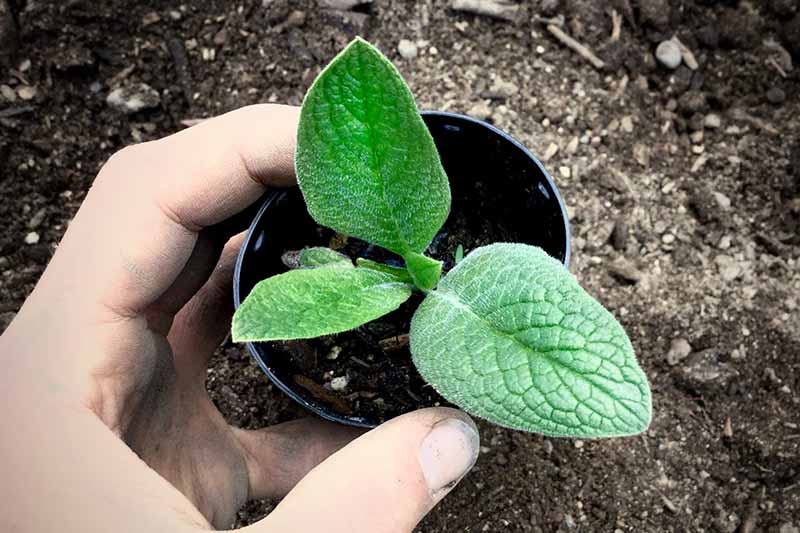 A close up horizontal image of a hand from the left of the frame holding a small black pot with a seedling ready to transplant.