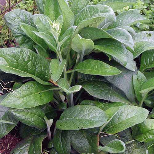 How to Plant and Grow Comfrey   Gardener s Path - 84
