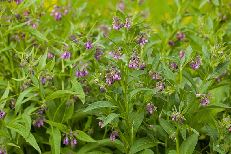 A close up horizontal image of a large patch of Symphytum with purple flowers growing in the garden.
