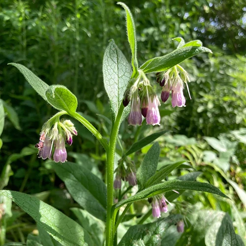 A close up square image of comfrey growing in the garden pictured in light sunshine.
