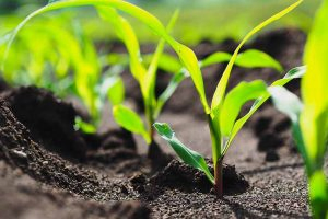 A close up horizontal image of corn seedlings growing in rows in the garden pictured in bright sunshine on a soft focus background.