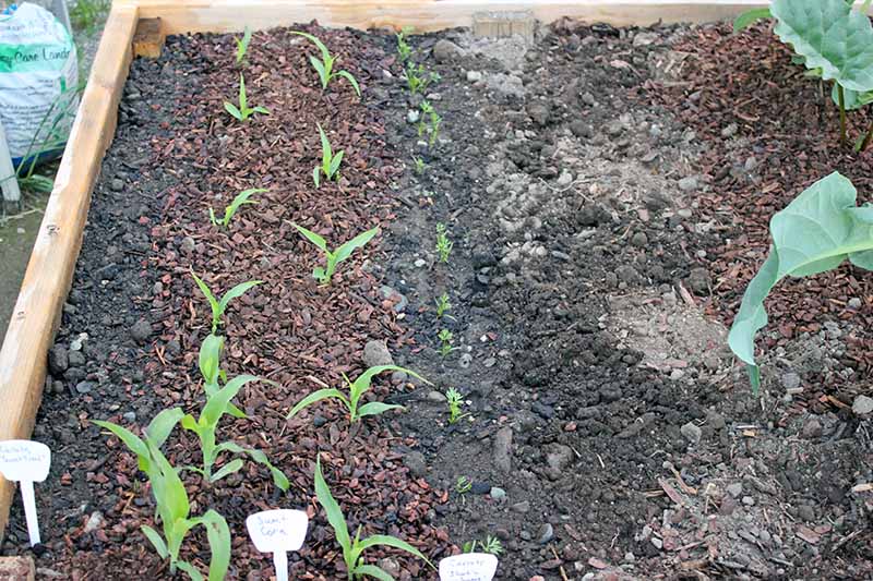 A close up horizontal image of a raised bed garden with Zea mays seedlings growing in rich soil.