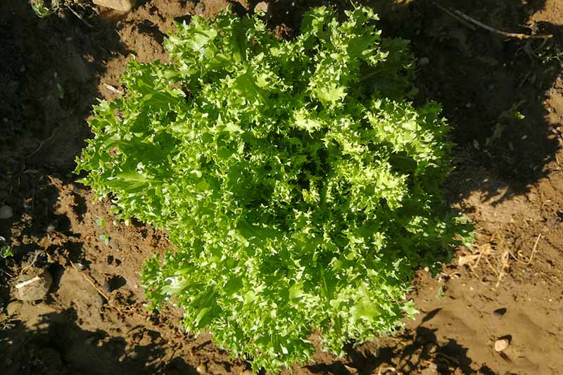 A top down horizontal image of a curly endive head growing in the garden ready to harvest, pictured in light filtered sunshine.