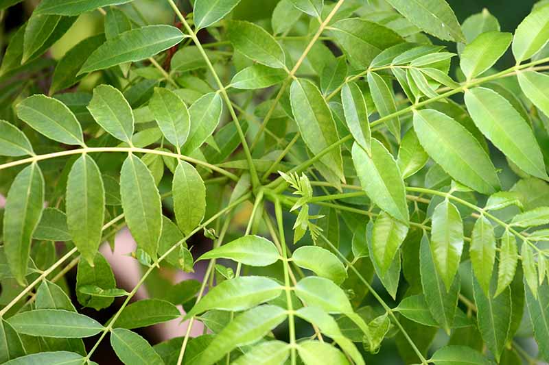 A close up horizontal image of the foliage of a curry leaf tree with signs of new growth.
