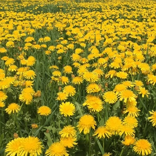 A square image of a meadow filled with yellow dandelion flowers as far as the eye can see.