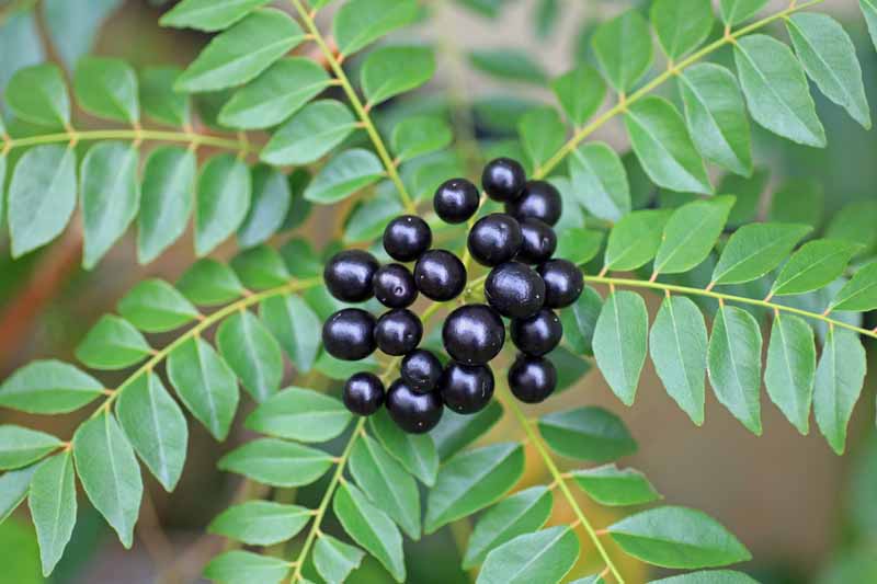 A close up horizontal image of the foliage and dark purple berries of a curry leaf tree (Murraya koenigii) growing indoors.