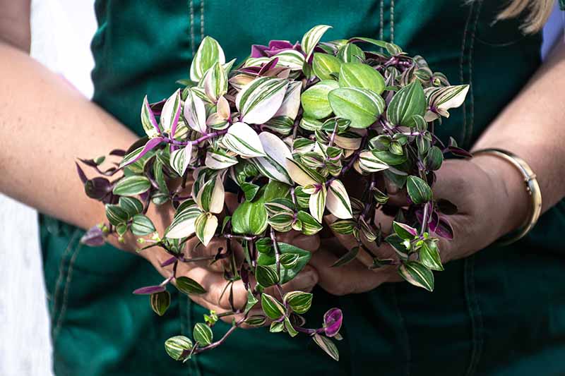 A close up horizontal image of a person holding different varieties of spiderwort in two hands, wearing a green apron.