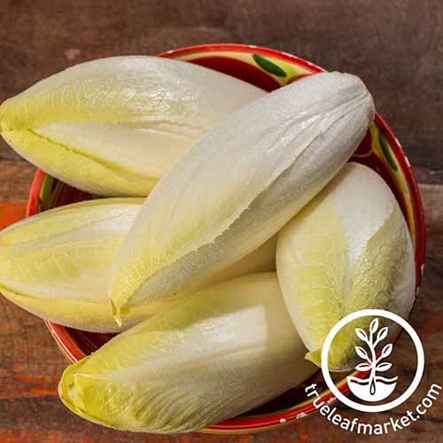A close up square image of the light colored heads of Belgian endive set in a ceramic bowl on a wooden surface. To the bottom right of the frame is a white circular logo with text.