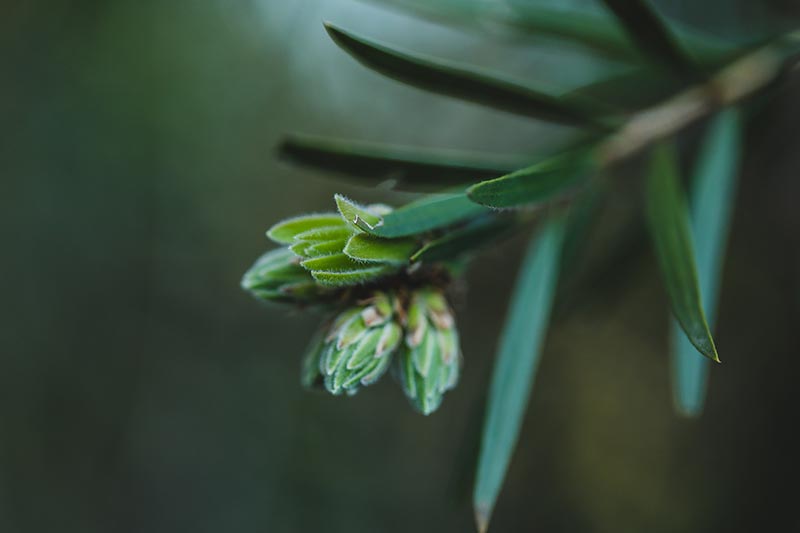 A close up horizontal image of the tiny flower buds on a Callistemon shrub pictured on a dark green soft focus background.