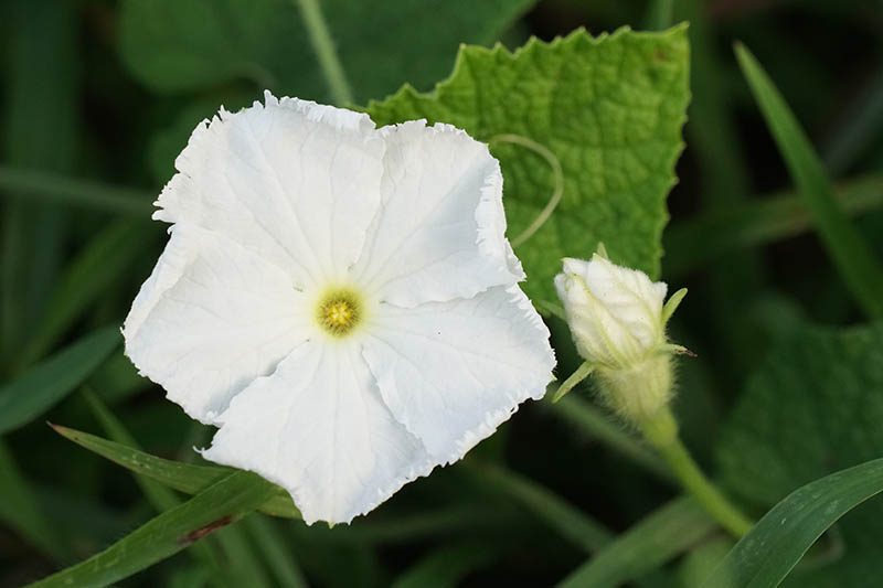 A close up horizontal image of a small white Lagenaria siceraria flower growing in the garden.
