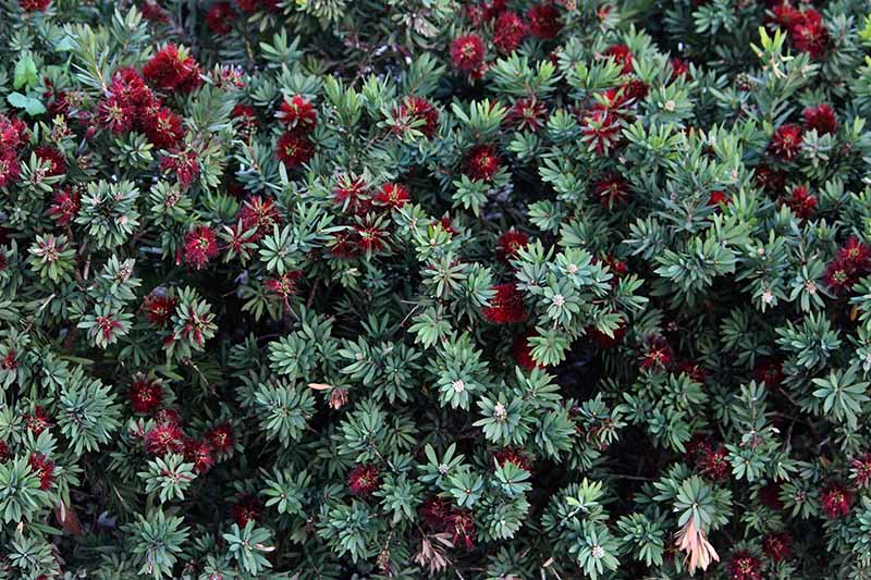 A close up horizontal image of a dense Callistemon hedge with light green foliage and bright red flowers.