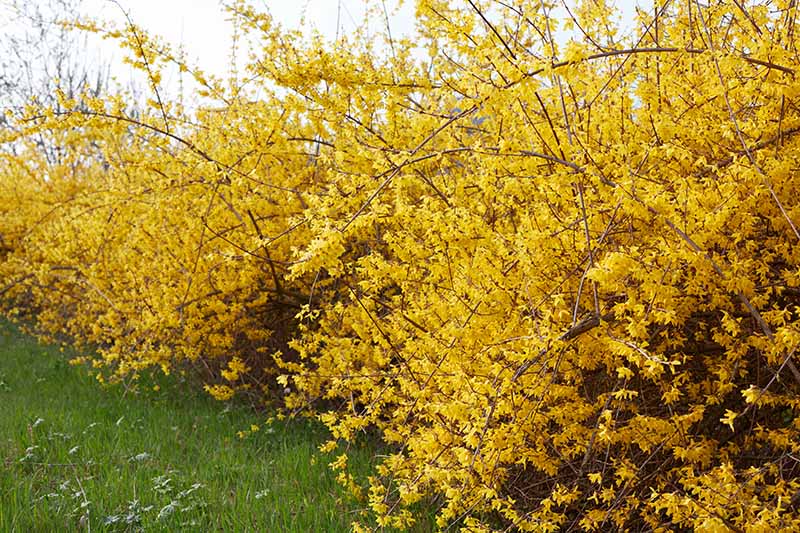 A horizontal image of an informal flowering hedge covered in yellow blossoms pictured on a soft focus background.