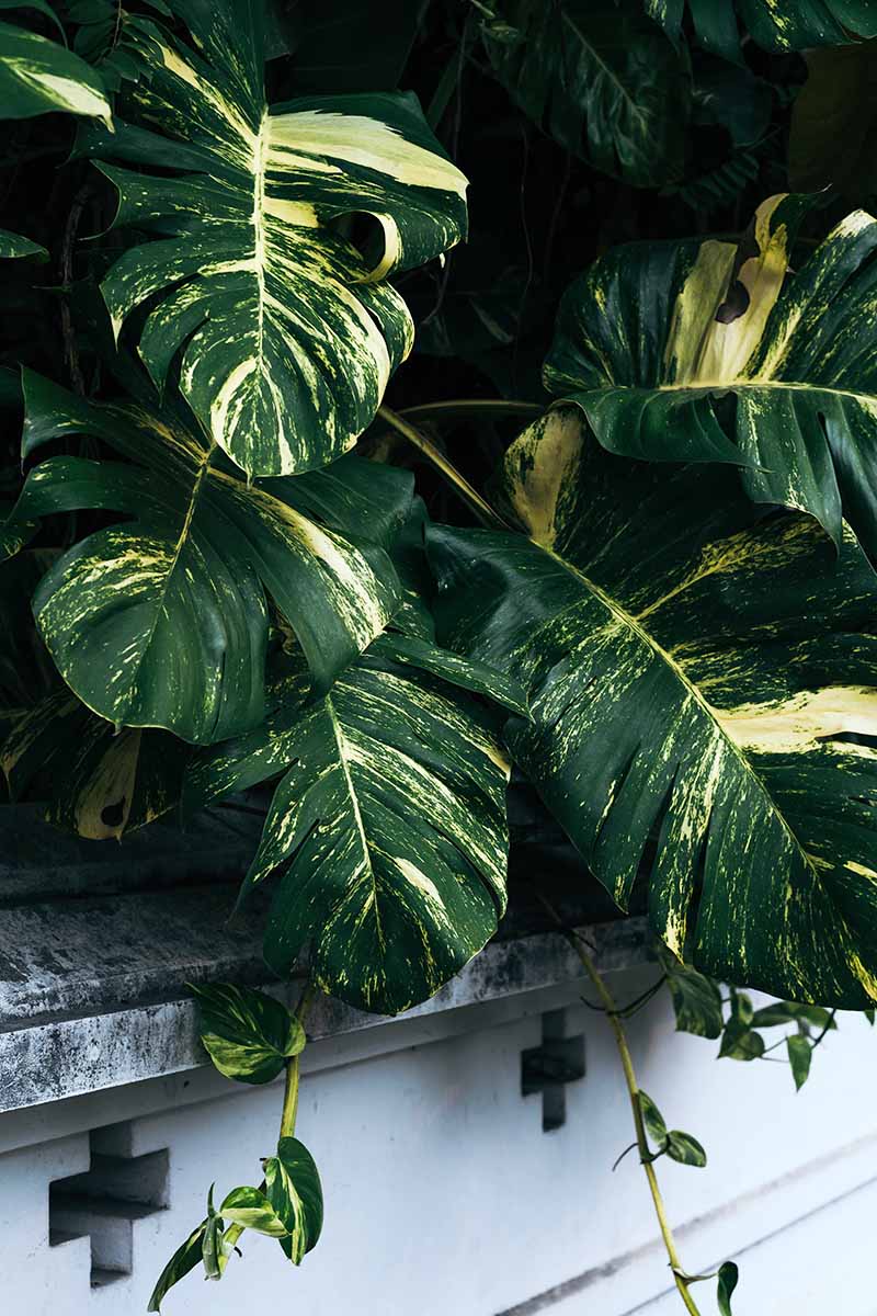 A close up vertical image of a tropical Epipremnum aureum plant with large, variegated leaves that have started to split at the edges spilling over a white concrete fence.